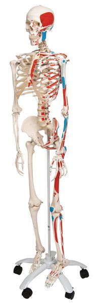 Squelette anatomique articulé de taille réelle avec muscles