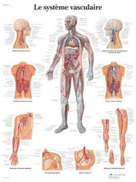 Planche anatomique - Système vasculaire