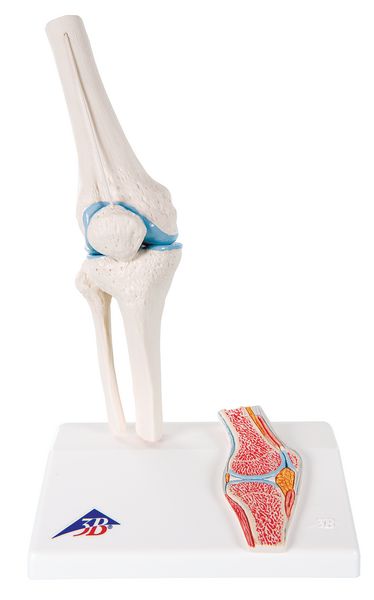 Modèle anatomique de l'articulation du genou