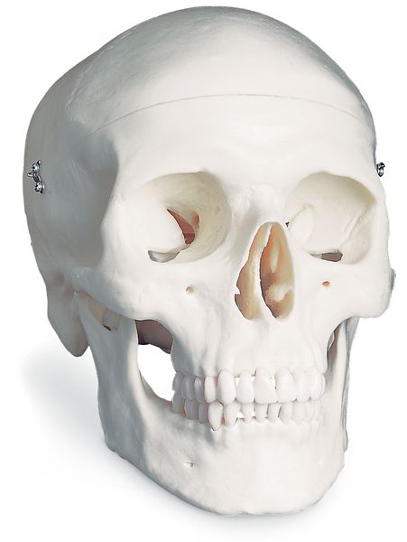 Modèle anatomique du crâne