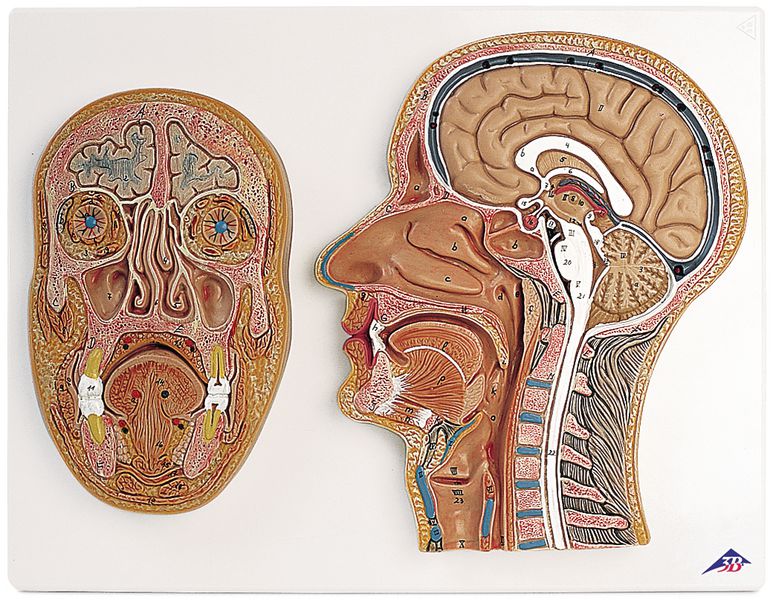 Coupes anatomiques de la tête