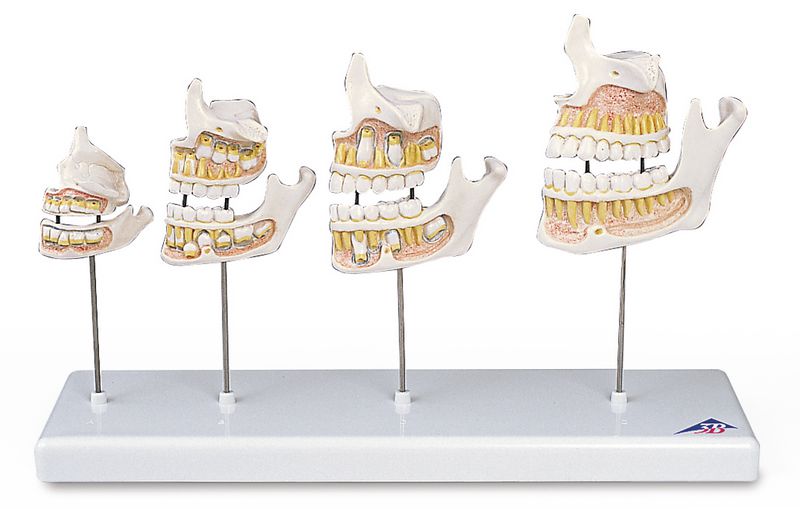 Maquette de développement de la dentition